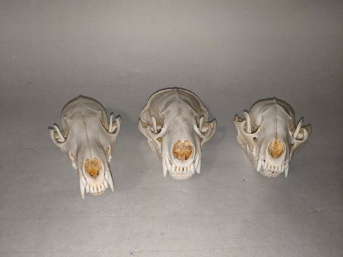 Real animal skulls raccoon badger &amp;amp;amp; red fox Skull bone cleaned