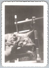 Vtg B&W Snapshot Cute Dog Being Held Up Outdoors Deck Railing 1940s