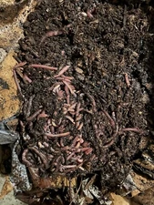 250 Live Red Wiggler Worms, Composting Vermiculture Gardening