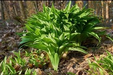 10 Wild Garlic Plants With Roots Allium Ursinum Hardy Easy