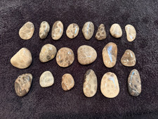 Unpolished Petoskey Stone Lot Only Michigan Rocks Fossil Coral Great Lakes Beach