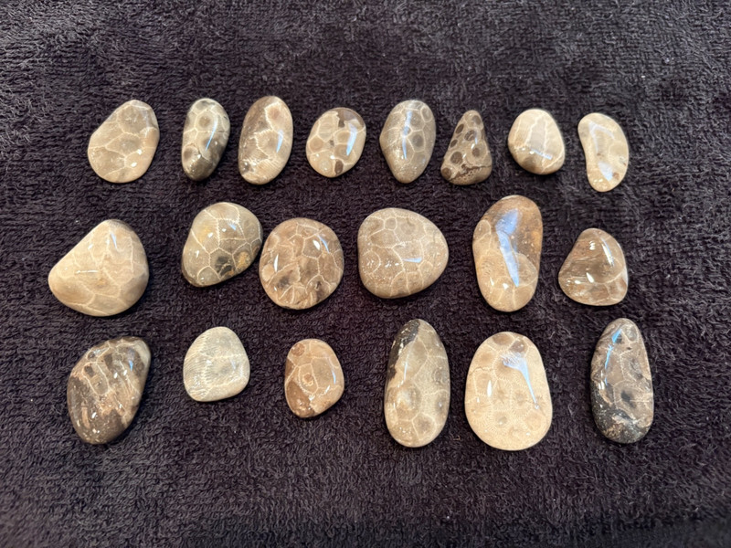 Unpolished Petoskey Stone Lot Only Michigan Rocks Fossil Coral Great Lakes Beach