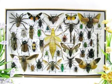 Bellissimi insetti imbalsamati veri XXL Showcase Taxidermy Entomology  -  XXL55