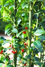 Stechpalme Ilex Heckenfee 40 - 60 cm Ilex Meserveae