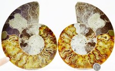 Large Ammonite Pair Deep Crystal Cavity 110myo Fossil 153mm XXXL 6.1