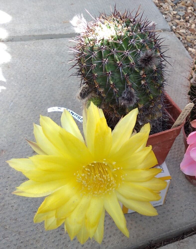 Acanthocalycium Violaceum X 20 fresh seeds, Add To Basket, Read Description - Picture 20 of 23