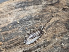 Isopod Porcellio "Dairy Cow" 10ct MIX SIZE