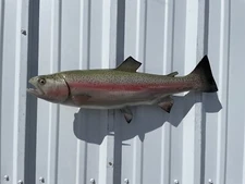 23" Rainbow Trout Two Sided Fish Mount Replica - Quick Production