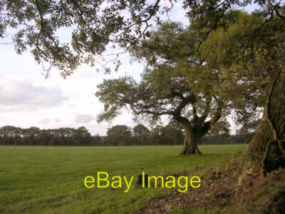 Photo 6x4 Mature oak in a field at Hedge Corner, Dilton, New Forest Sandy c2005