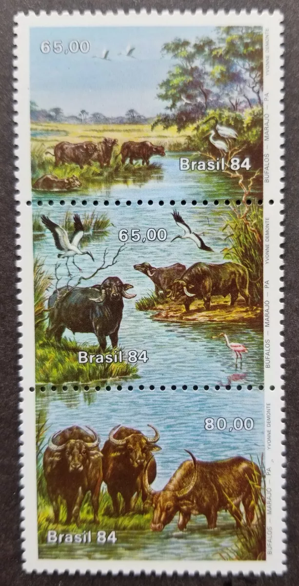 Buffalo Brasil