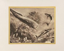 NEW MAT 11x14" Prehistoric Shark and Fish: DINICHTHYS & CLADOSELACHE Burian 1963