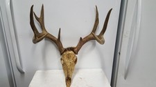 144 2/8" Dark typical 6x4 WHITETAIL DEER RACK Antlers mule mount taxidermy elk