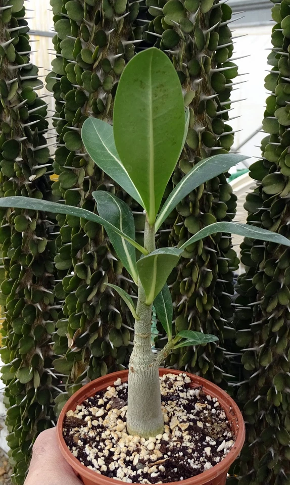 ADENIUM ARABICUM  cactus plante grasse caudex euphorbe jatropha rose du desert3 - Photo 3/4