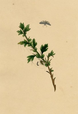 Kleine Hermelin Motte Lebenszyklus Studie Aquarell Gemälde um 1810 J. McA Original