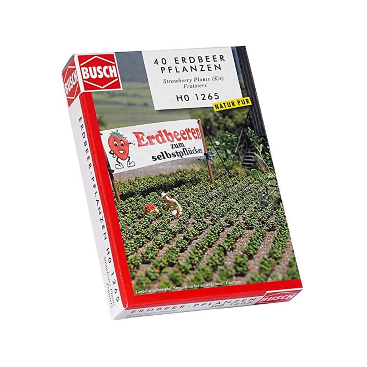 40 Strawberry plants eBay