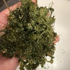 Grape Culerpa Marine Macroalgae Refugium Algae, Beginner Easy Care 12 starter