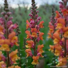 1000+ Opus Early Bronze Snapdragon Seeds for Garden - USA - FREE SHIPPING!