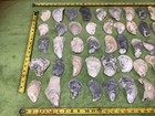 Lot of 50 Atlantic Oyster Shells 3.5 To 5 Inches   Long Polished In The Ocean — photo 4