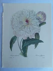PJ DREADED BOARD MOST BEAUTIFUL FLOWERS PEONY FRAGRANT LANGLOIS