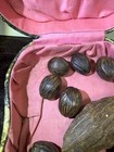 Box of Rare Antique/ Vtg. Chinese Export Agarwood Beads — photo 3