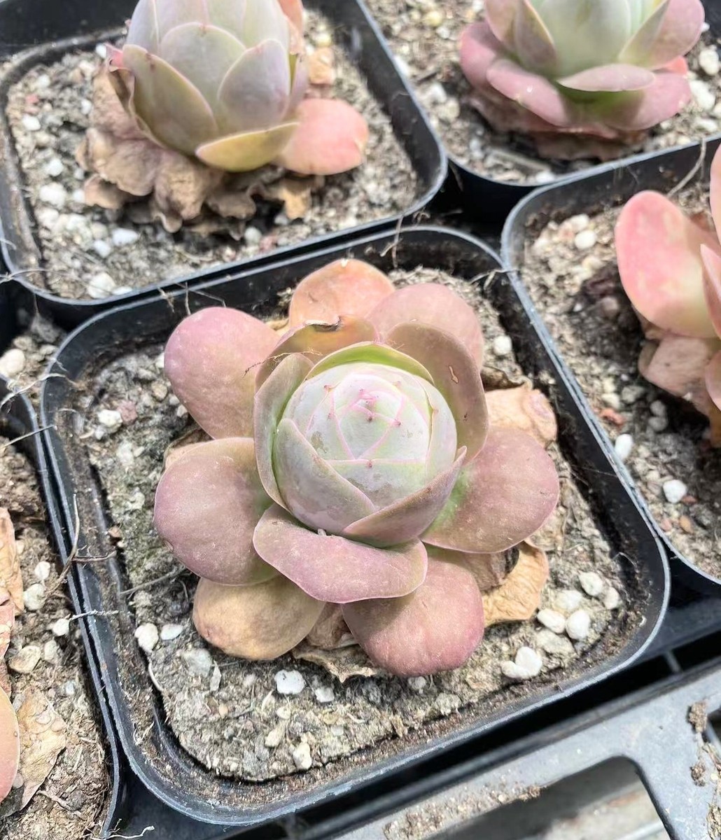 Greenovia dodrentalis Mountain Rose Succulent Plant - Sold Individually |  eBay