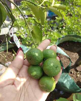 Citrus Lime 1000+ Seedss (Citrus amblycarpa) Lemon Cui