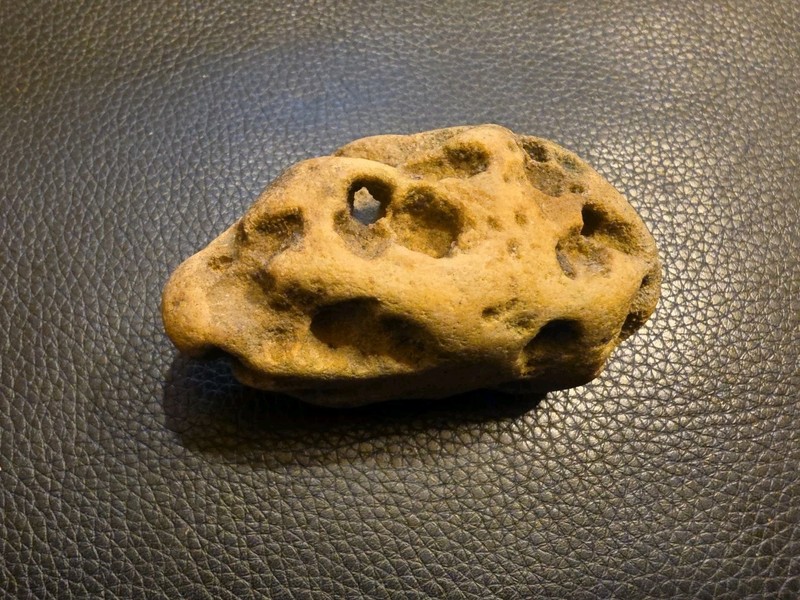 Fossil Rock With Holes
