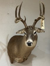 Deer Mount Nice 8 Point Whitetail Buck Taxidermy, lodge decor  (3138)