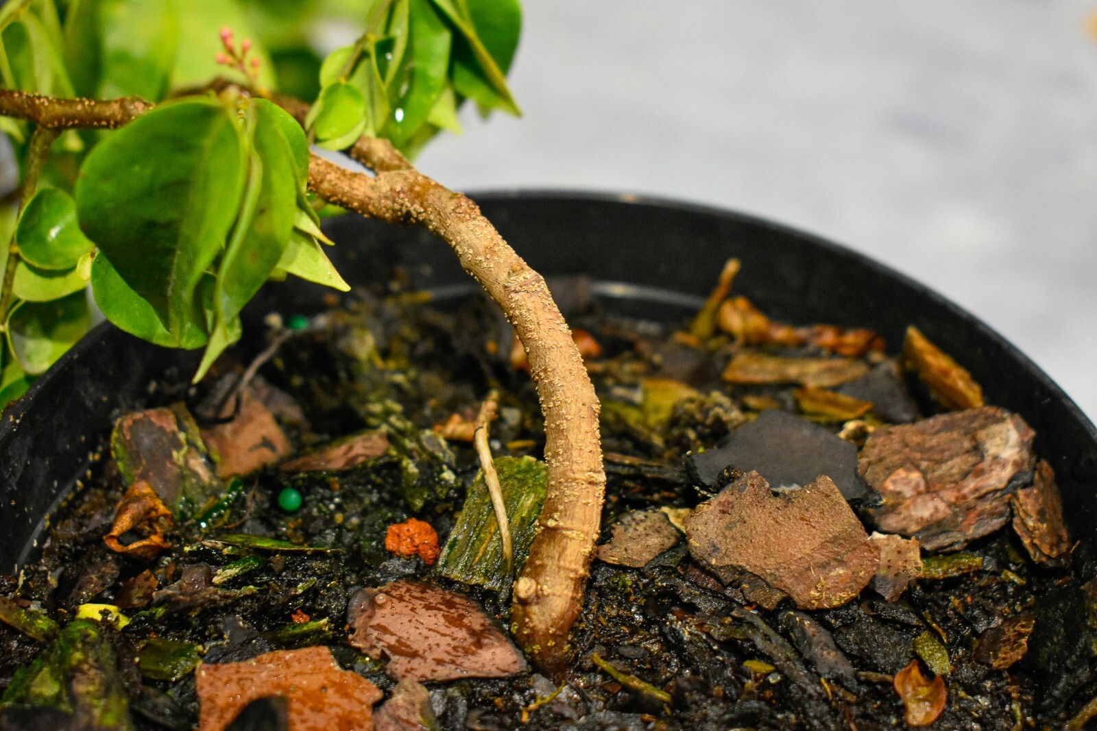 STARFRUIT PreBonsai Tree! Produces Pink Flowers and Fruit! eBay