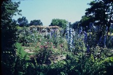 RED BORDER SLIDE Sunny garden with tall blue flowers and pink roses.