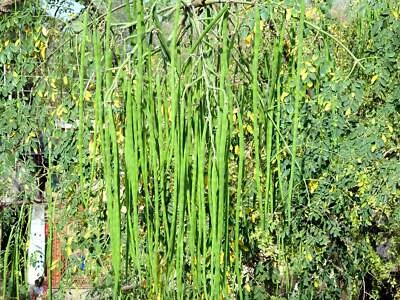 SEEDVILLE USA 10 Flowering DRUMSTICK TREE Moringa Oleifera Seeds (Miracle Tree / Ben Oil Tree)