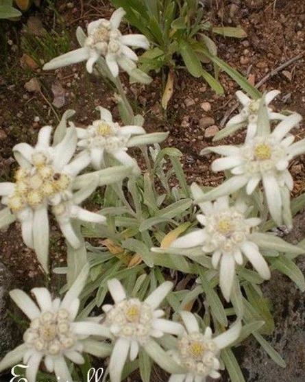 ♫ EDELWEISS, Leontopodium Alpinum ♫ Graines ♫ Plante Ornement Rocaille Mellifère
