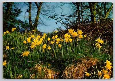 Postcard Daffodils Flowers on Dora's Field, Rydal Unposted