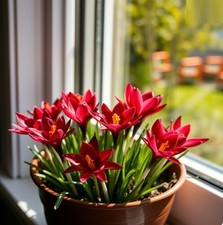 Schneekrokusse dunkel-rot Stern-Krokusse Krokus Blumenzwiebeln winterhart