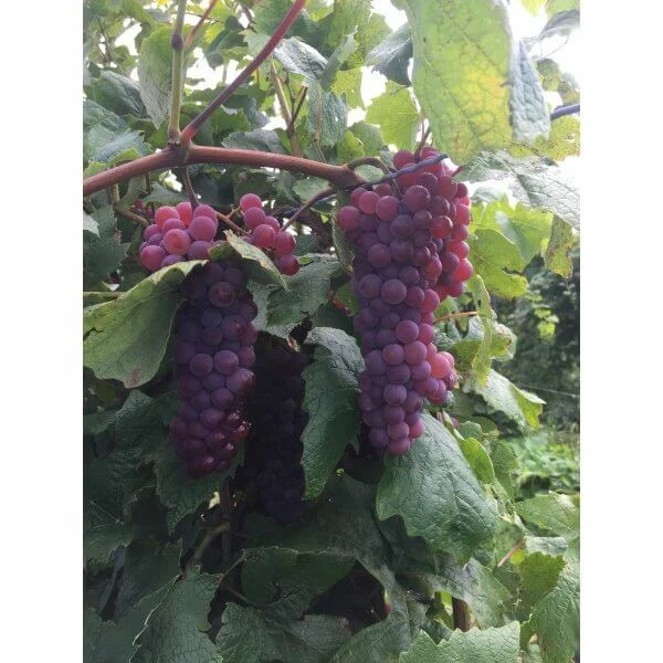 Canadice Grape vines- 5 cuttings for rooting or grafting