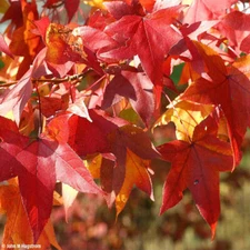 50 Sweet Gum tree seeds great for outdoor and Bonsai vibrant fall colors