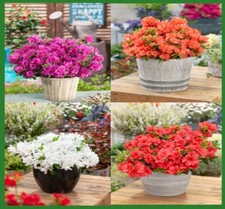 [x4] Dwarf Japanese Azalea  | Mix Pack | Evergreen Shrubs | P9 Pots