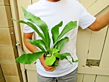 Platycerium bifurcatum Dutch Staghorn Fern Plant -B