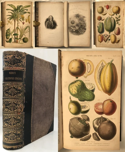 1865 Rhind HISTORY OF THE VEGETABLE KINGDOM Botany Plants 22 HAND COLOUR PLATES