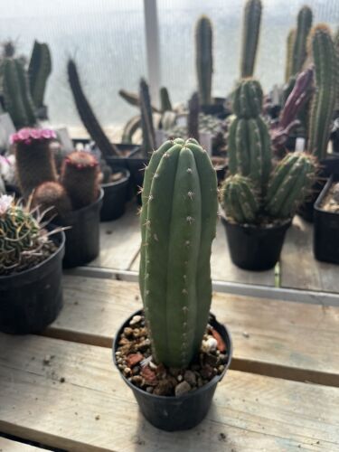 T Cereus Pachanoi Classico - Cactus radici proprie - Photo 1 sur 13