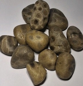Small Petoskey Stones Lake Michigan Fossil Coral Unpolished Natural Craft Rocks