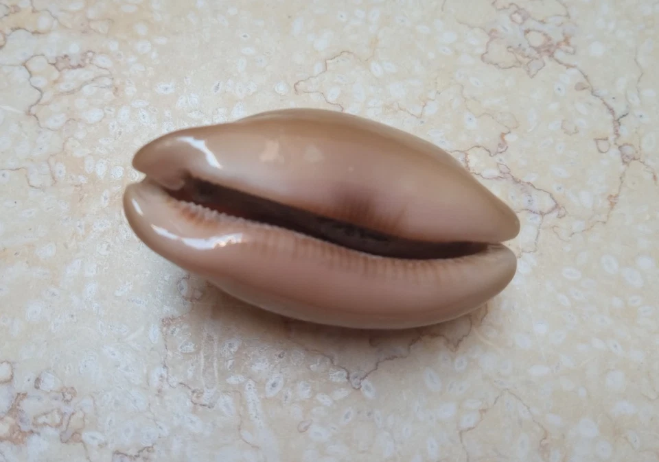 F Luria pulchra sinaiensis  F++++ F+++ 63.5mm super natural glossy red sea shell - Image 4 of 4