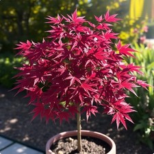 2 winterharter Ahorn blut-rot  schnellwüchsig exotische Pflanzen für den Garten