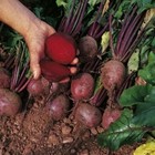 Vegetable Beetroot Boltardy 1500 Finest Seeds