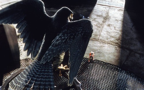 Stuart Little 2 (Two-Disc Blu-ray/DVD Combo) (Blu-ray) Geena Davis Hugh Laurie - Zdjęcie 2 z 10