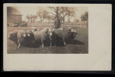 RPPC Postcard Farmer Standing behind Merino Sheep Herd c1910