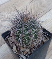 Carnegiea gigantea Saguaro Cactus One Gallon Pot Size 172