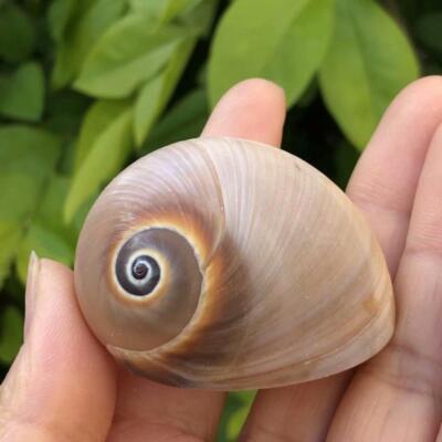 1PC Natural Snail Shell Conch Hermit Crab Replacement Shells Aquarium Decoration