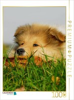 Calvendo Puzzle Collie Puppy | 1000 Pieces, Finished Size 25.2 × 18.9 In (64 × 4