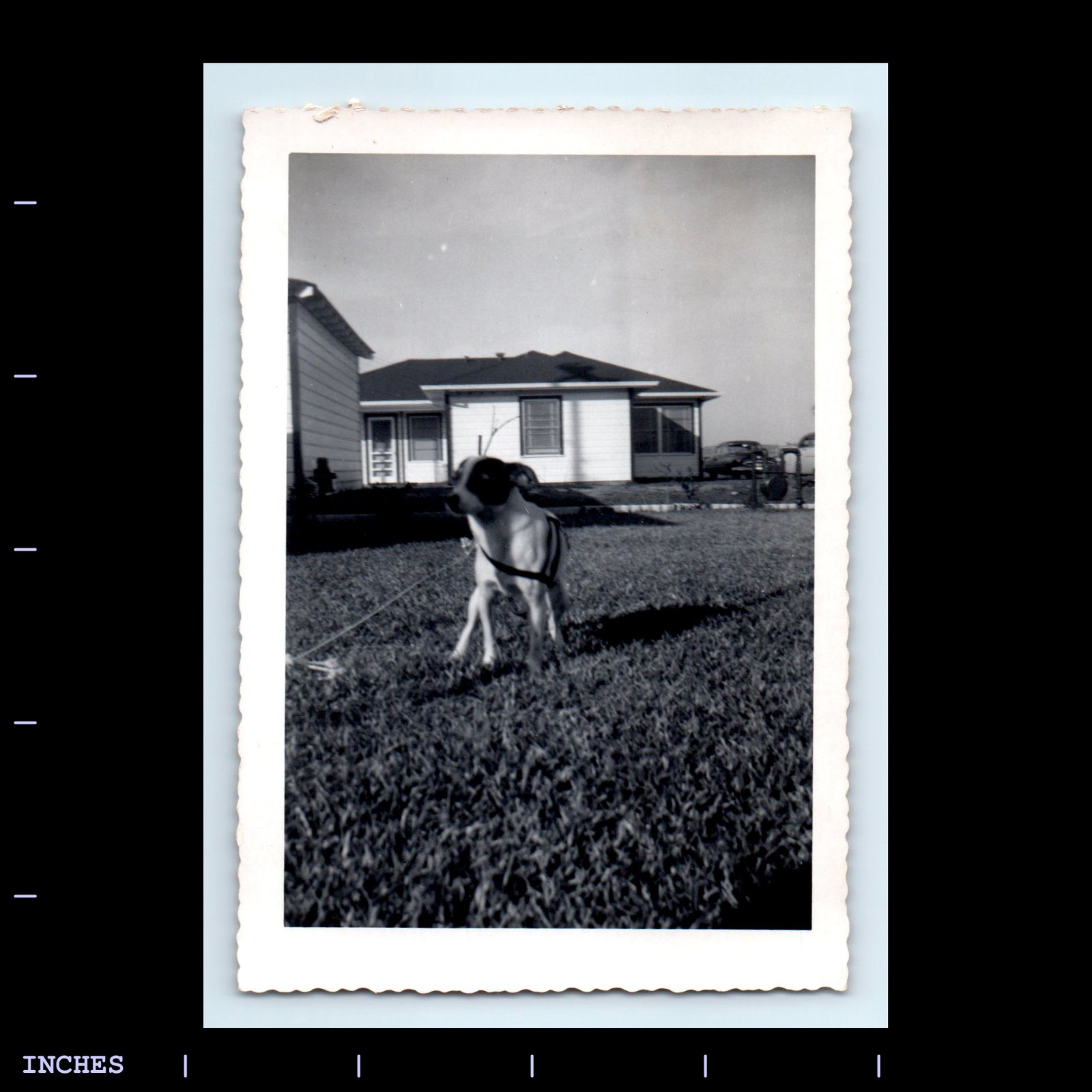 Vintage Photo of Dog Playing in Yard Outside House
